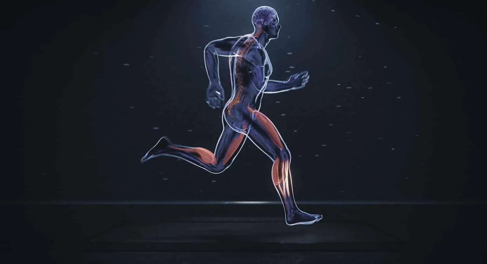 Läufer als transparente Anatomie-Visualisierung mit hervorgehobenem Nervensystem und Gehirn